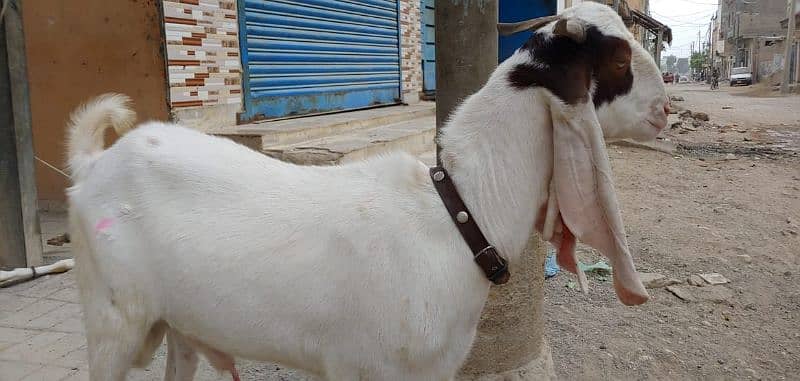 Golabi bakra bakri and patery bakra 3