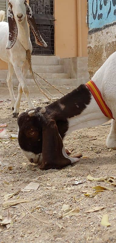 Golabi bakra bakri and patery bakra 5