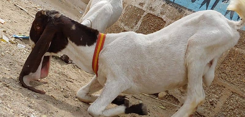 Golabi bakra bakri and patery bakra 6