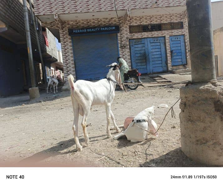 Golabi bakra bakri and patery bakra 8