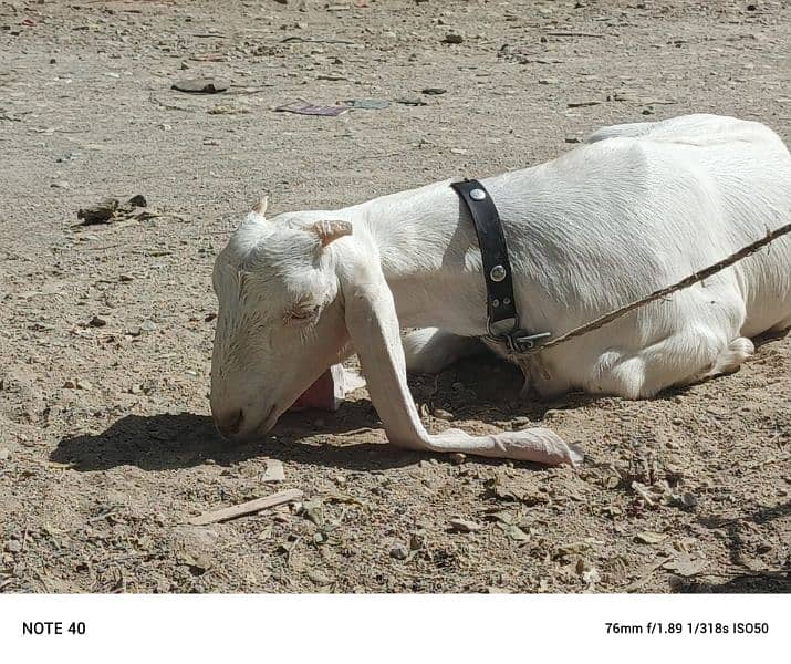 Golabi bakra bakri and patery bakra 10