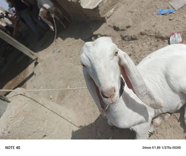 Golabi bakra bakri and patery bakra 11