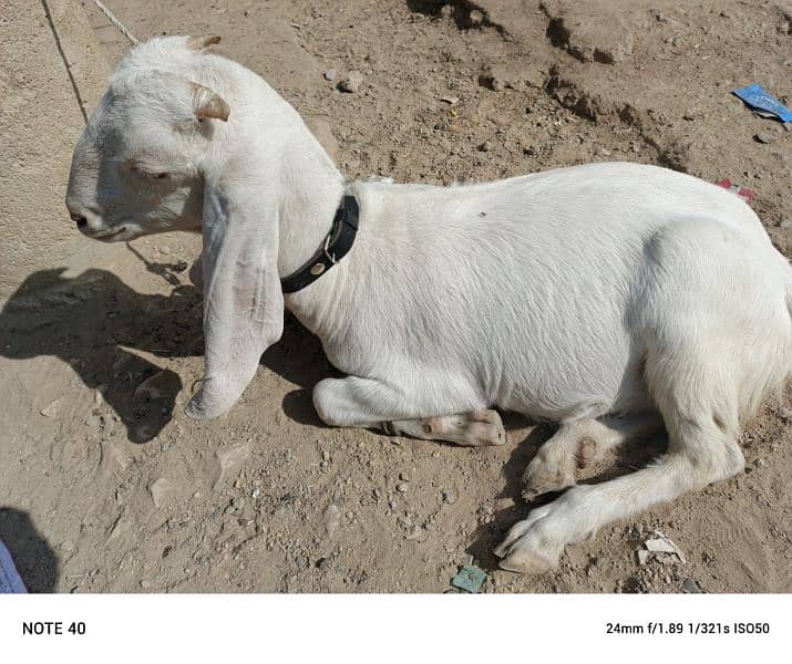 Golabi bakra bakri and patery bakra 12