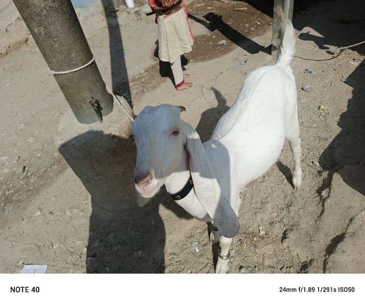 Golabi bakra bakri and patery bakra 14