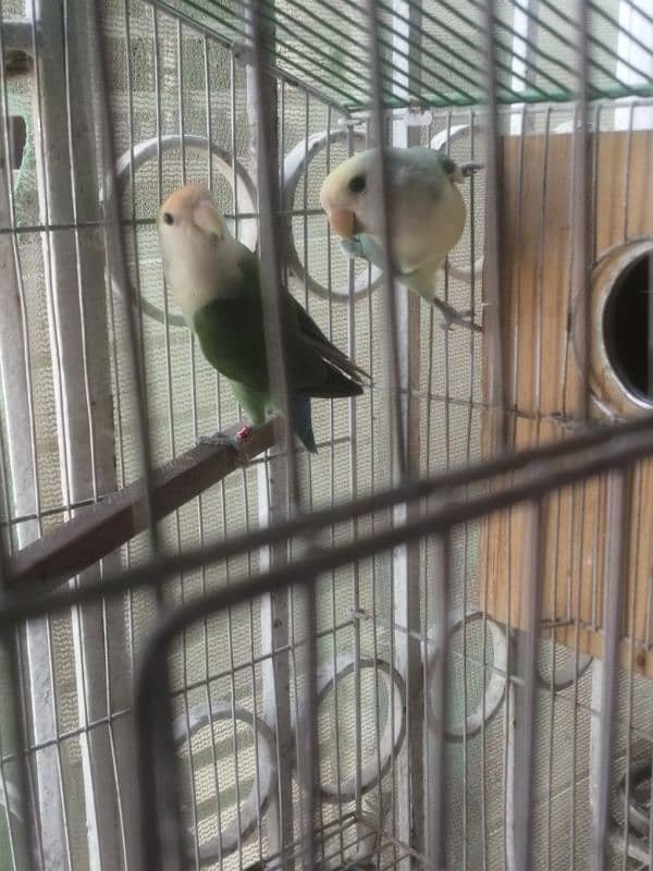 Watermelon Lovebirds 1