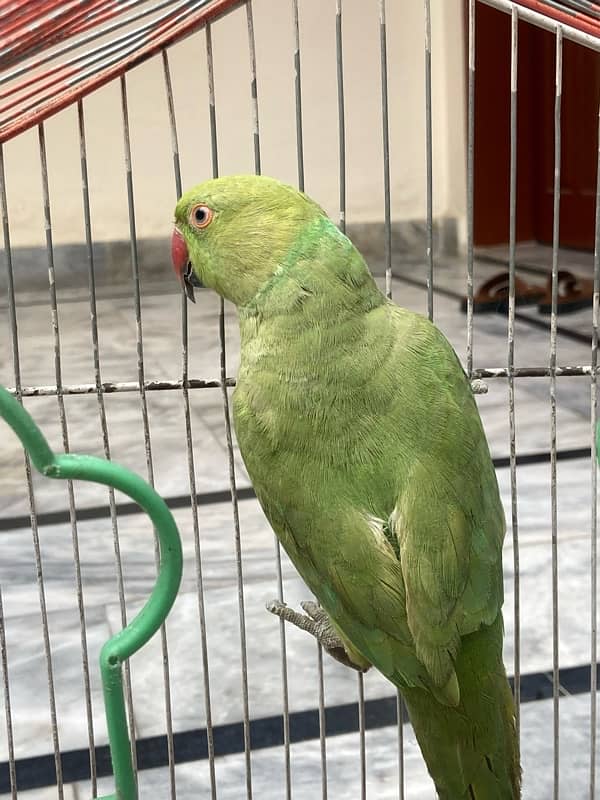 green parrot 3