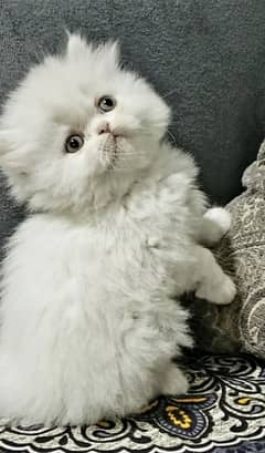 Persian cats My WhatsApp 03015880301