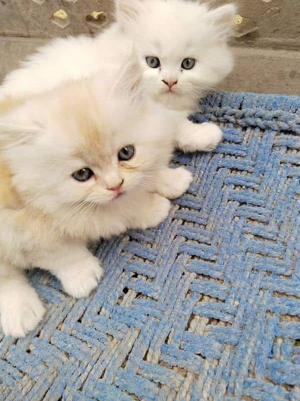 Persian cats My WhatsApp 03015880301 7