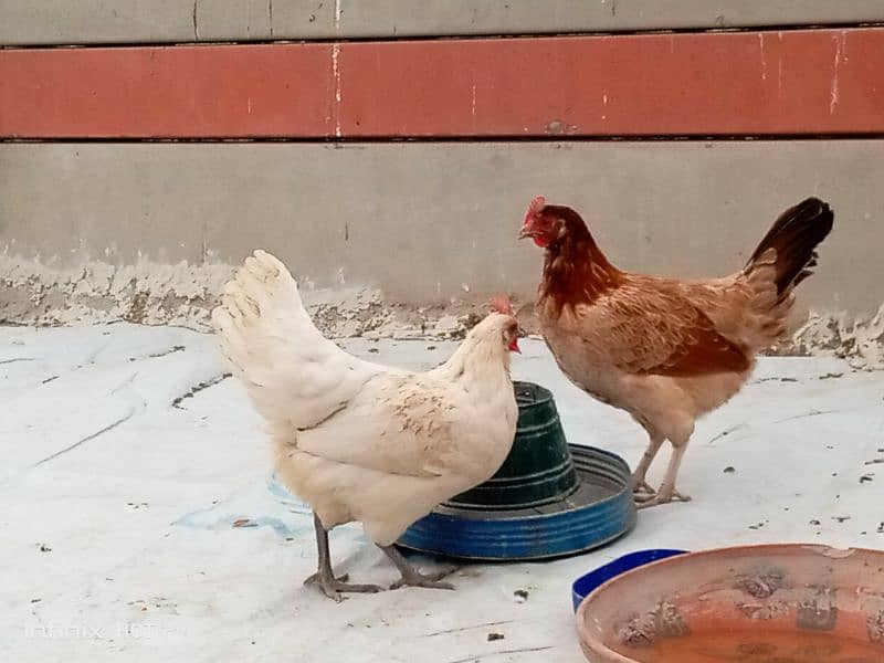 golden misri 3 hens for sale , 0