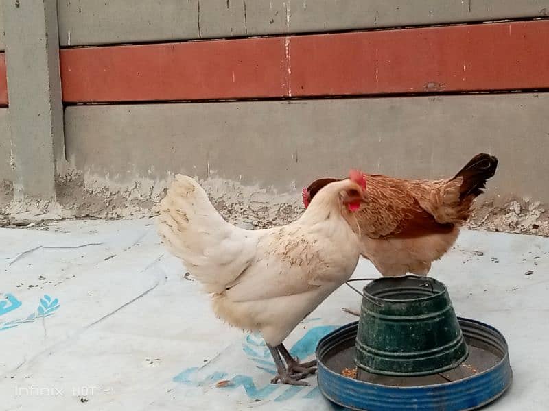 golden misri 3 hens for sale , 1