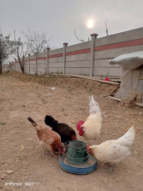 golden misri 3 hens for sale , 2