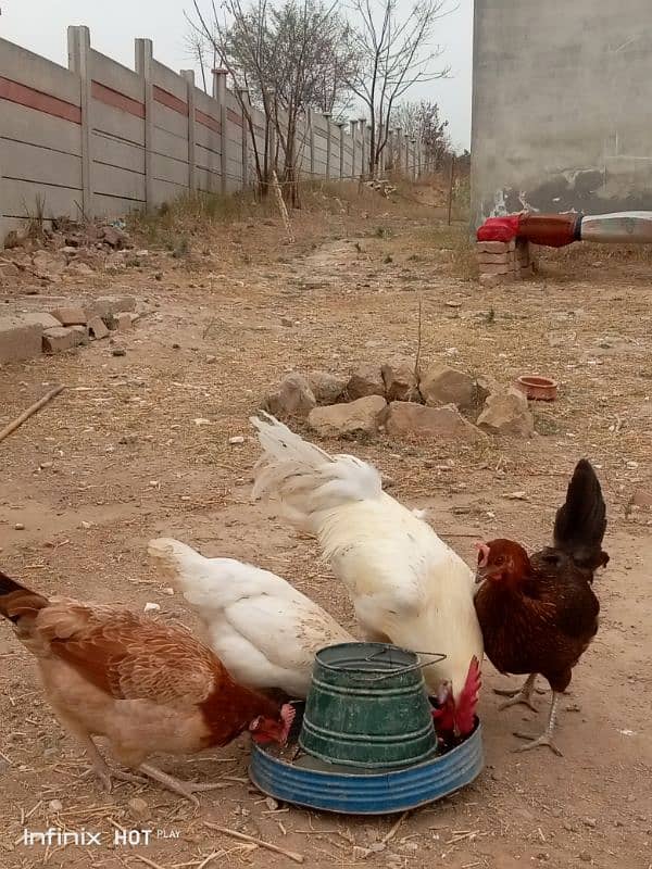 golden misri 3 hens for sale , 3