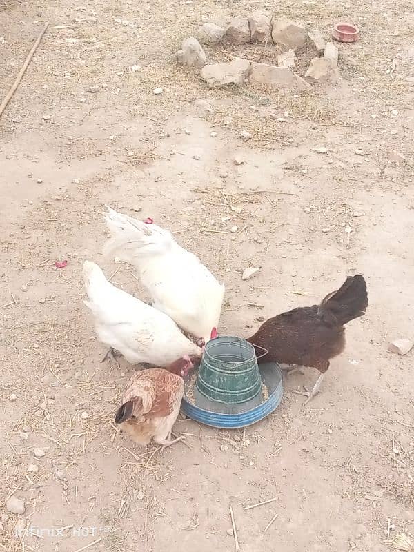 golden misri 3 hens for sale , 4