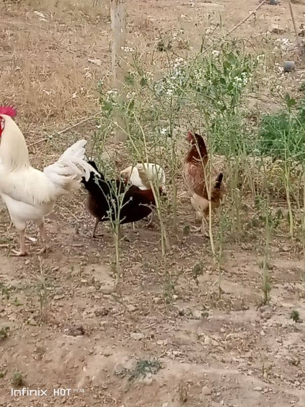 golden misri 3 hens for sale , 5