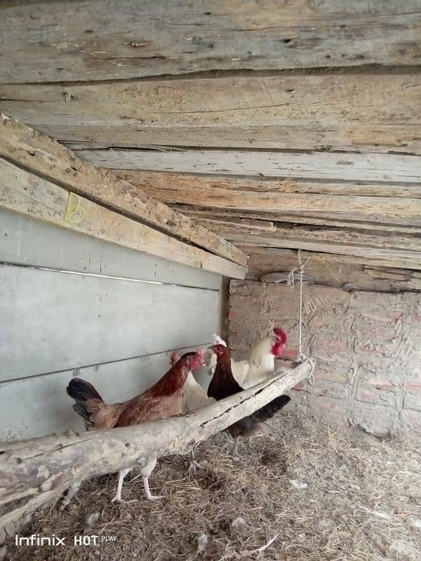 golden misri 3 hens for sale , 6