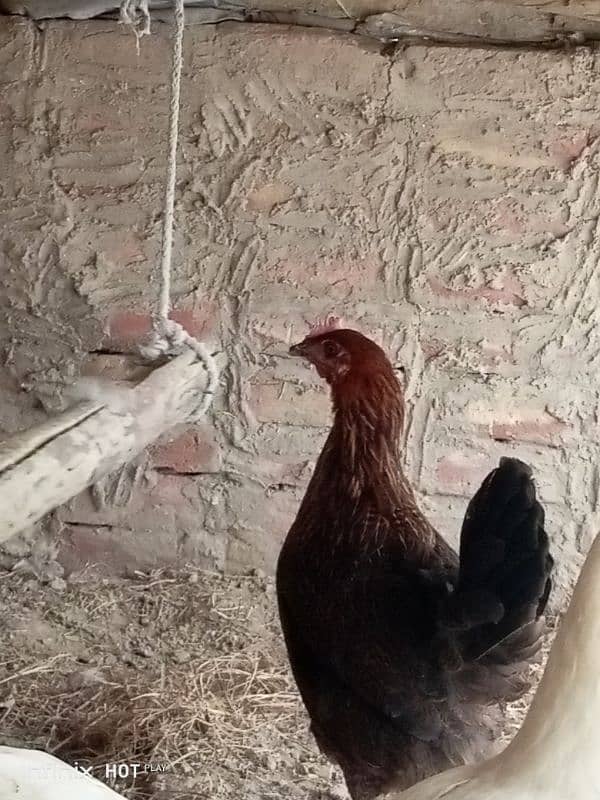 golden misri 3 hens for sale , 8