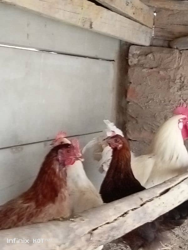 golden misri 3 hens for sale , 9