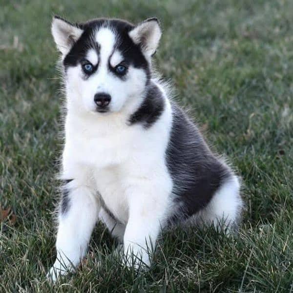 Siberian husky puppies for sale hy 0