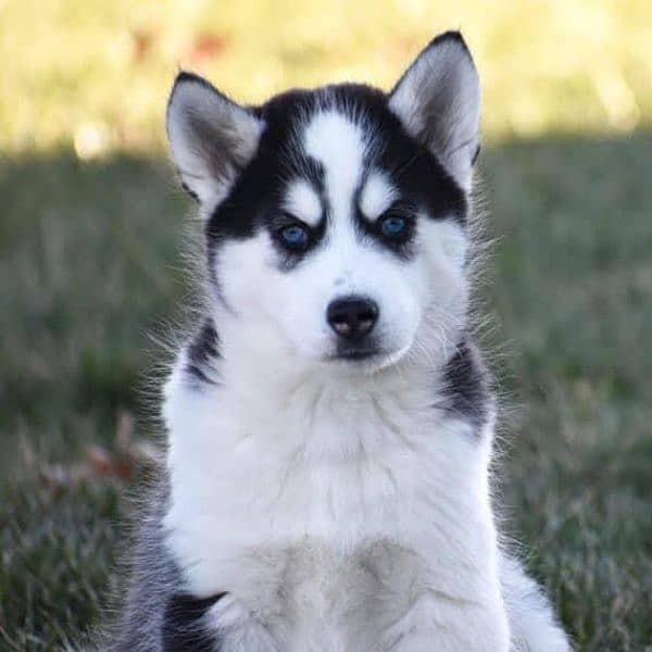 Siberian husky puppies for sale hy 1