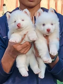 Russian Pair | Russian Pink Nose puppy for sale