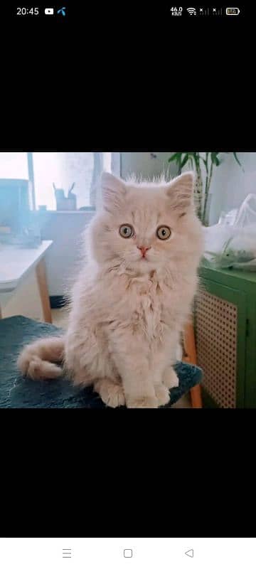 Persian cats My WhatsApp 03015880301 8