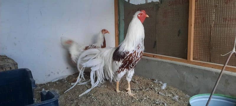 Fancy chicks/ Golden Buff/ White silki/ Mottled Bantum/Black Buff/ETC 7