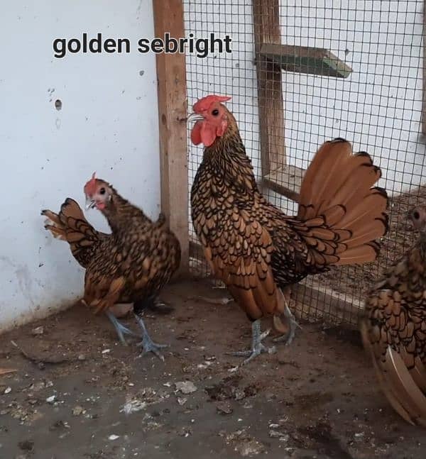 Fancy chicks/ Golden Buff/ White silki/ Mottled Bantum/Black Buff/ETC 10