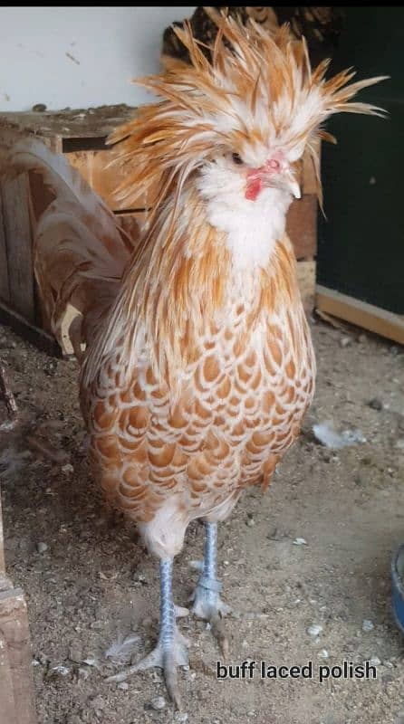 Fancy chicks/ Golden Buff/ White silki/ Mottled Bantum/Black Buff/ETC 12