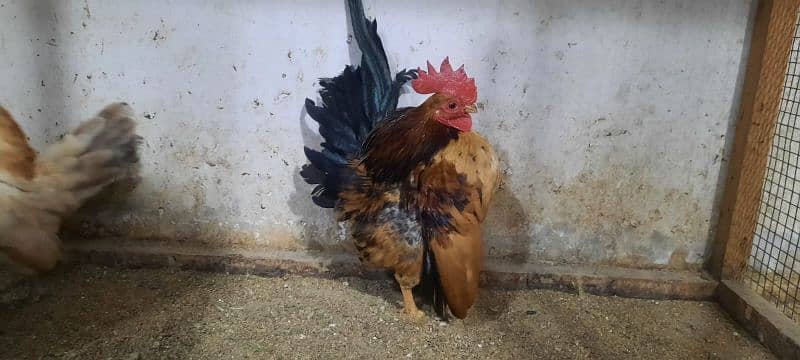 Fancy chicks/ Golden Buff/ White silki/ Mottled Bantum/Black Buff/ETC 13