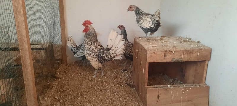 Fancy chicks/ Golden Buff/ White silki/ Mottled Bantum/Black Buff/ETC 14