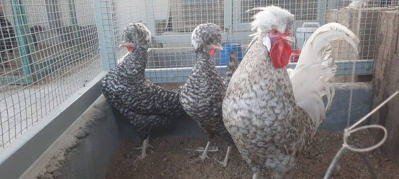 Fancy chicks/ Golden Buff/ White silki/ Mottled Bantum/Black Buff/ETC 15