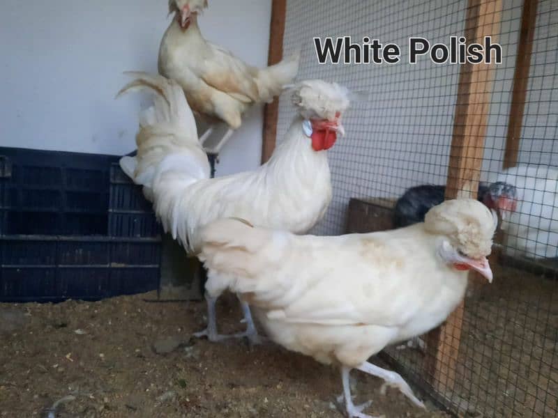 Fancy chicks/ Golden Buff/ White silki/ Mottled Bantum/Black Buff/ETC 16