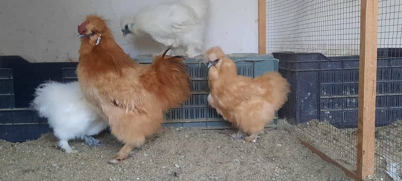 Fancy chicks/ Golden Buff/ White silki/ Mottled Bantum/Black Buff/ETC 17