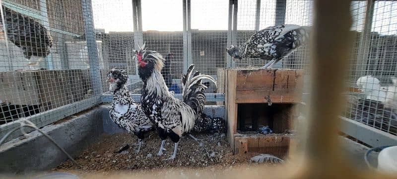 Fancy chicks/ Golden Buff/ White silki/ Mottled Bantum/Black Buff/ETC 19