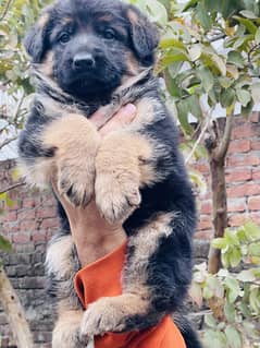 German shepherd puppy