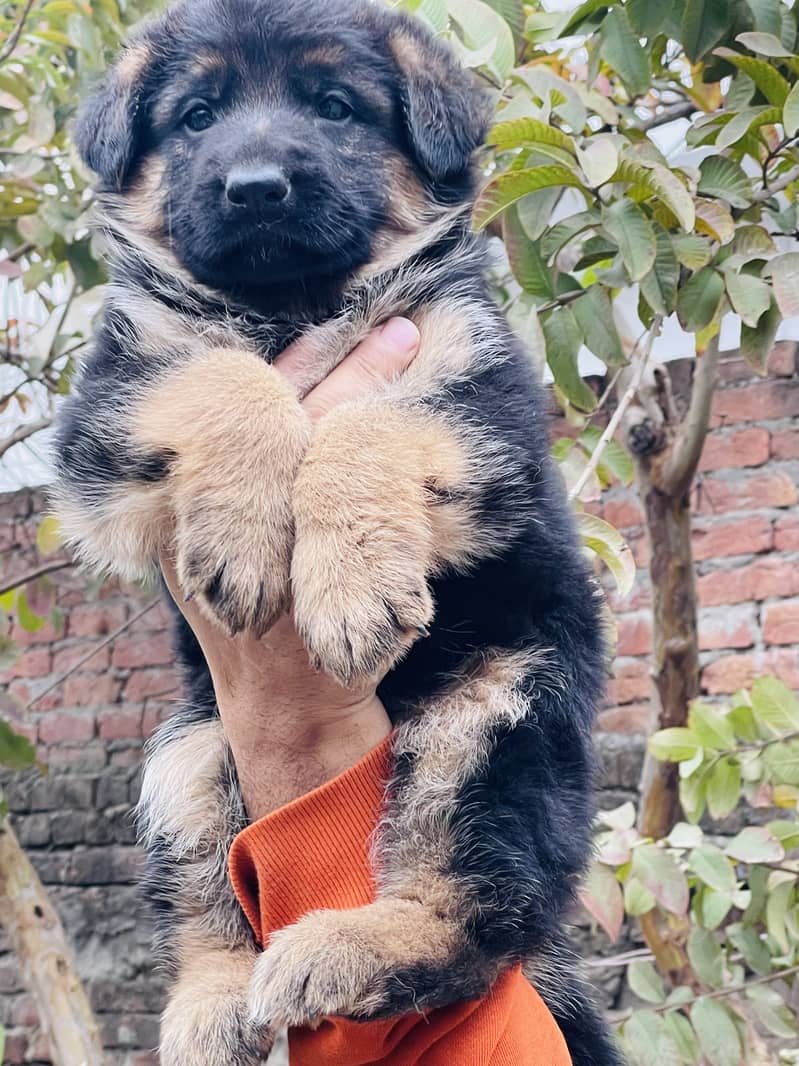 German shepherd puppy 0