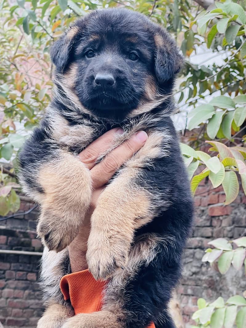 German shepherd puppy 2