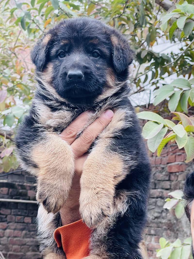 German shepherd puppy 3