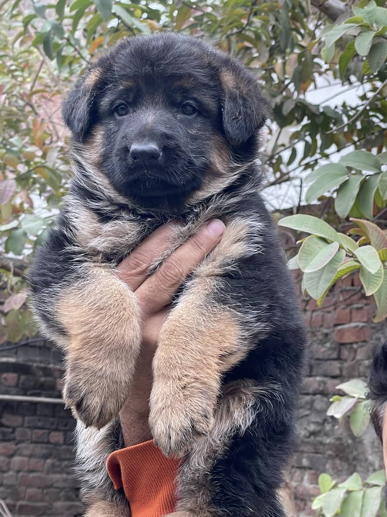 German shepherd puppy 4