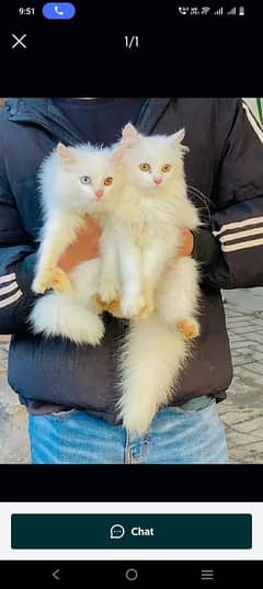 Persian cats My WhatsApp 03015880301