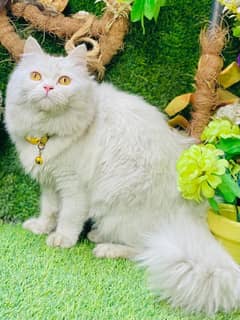 Persian cats My WhatsApp 03015880301