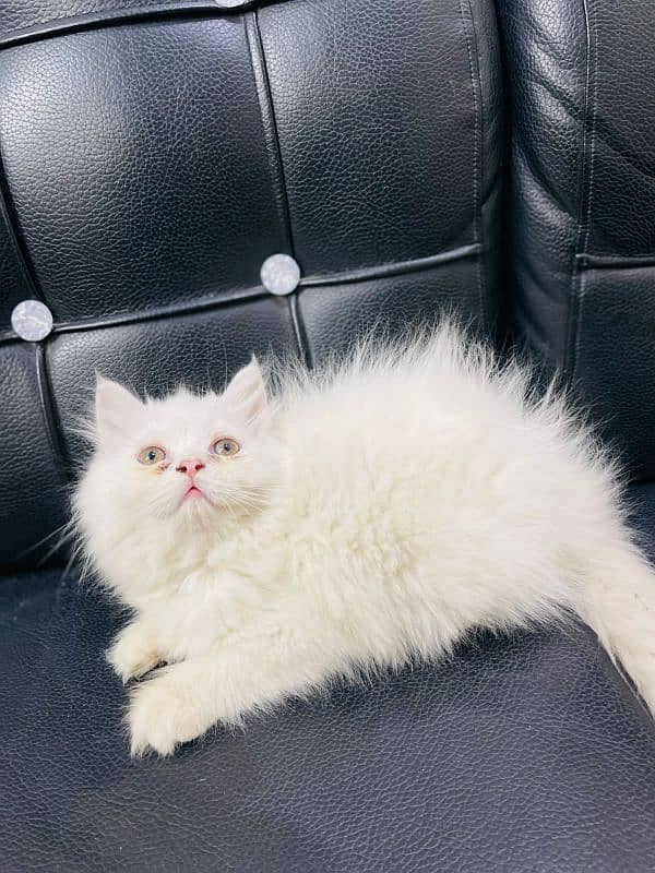 Persian cats My WhatsApp 03015880301 6