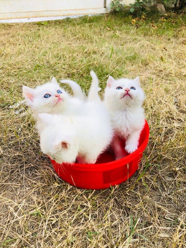 Persian cats My WhatsApp 03015880301 7