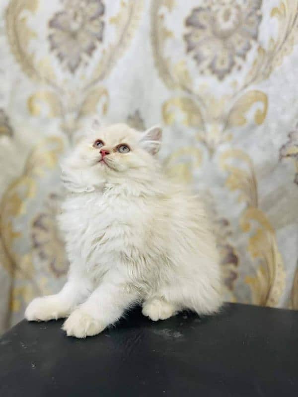 Persian cats My WhatsApp 03015880301 15