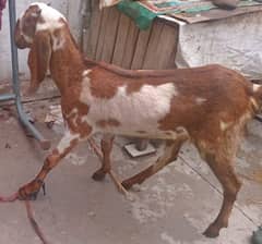 Bakri