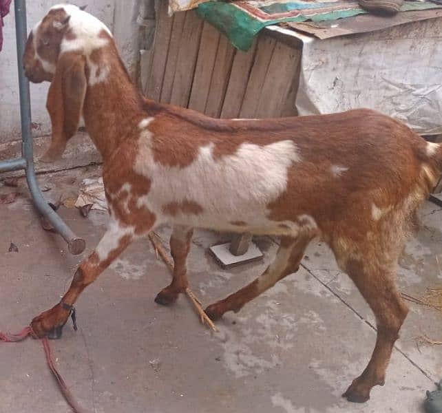 Bakri  for Sale 0