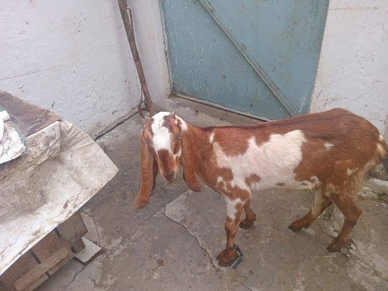 Bakri  for Sale 1