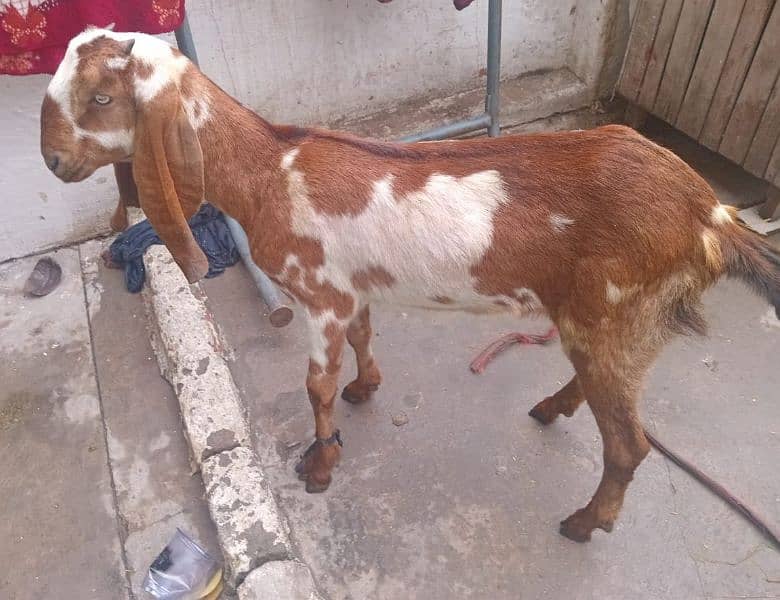 Bakri  for Sale 4