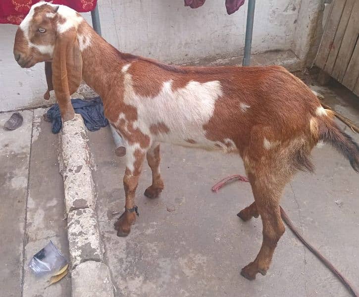 Bakri  for Sale 5