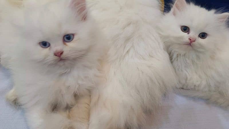 Persian Punch face triple coat cat Kitten 19